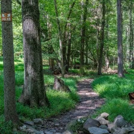 Woodland trail photograph supplied by Jennifer Sirkowa